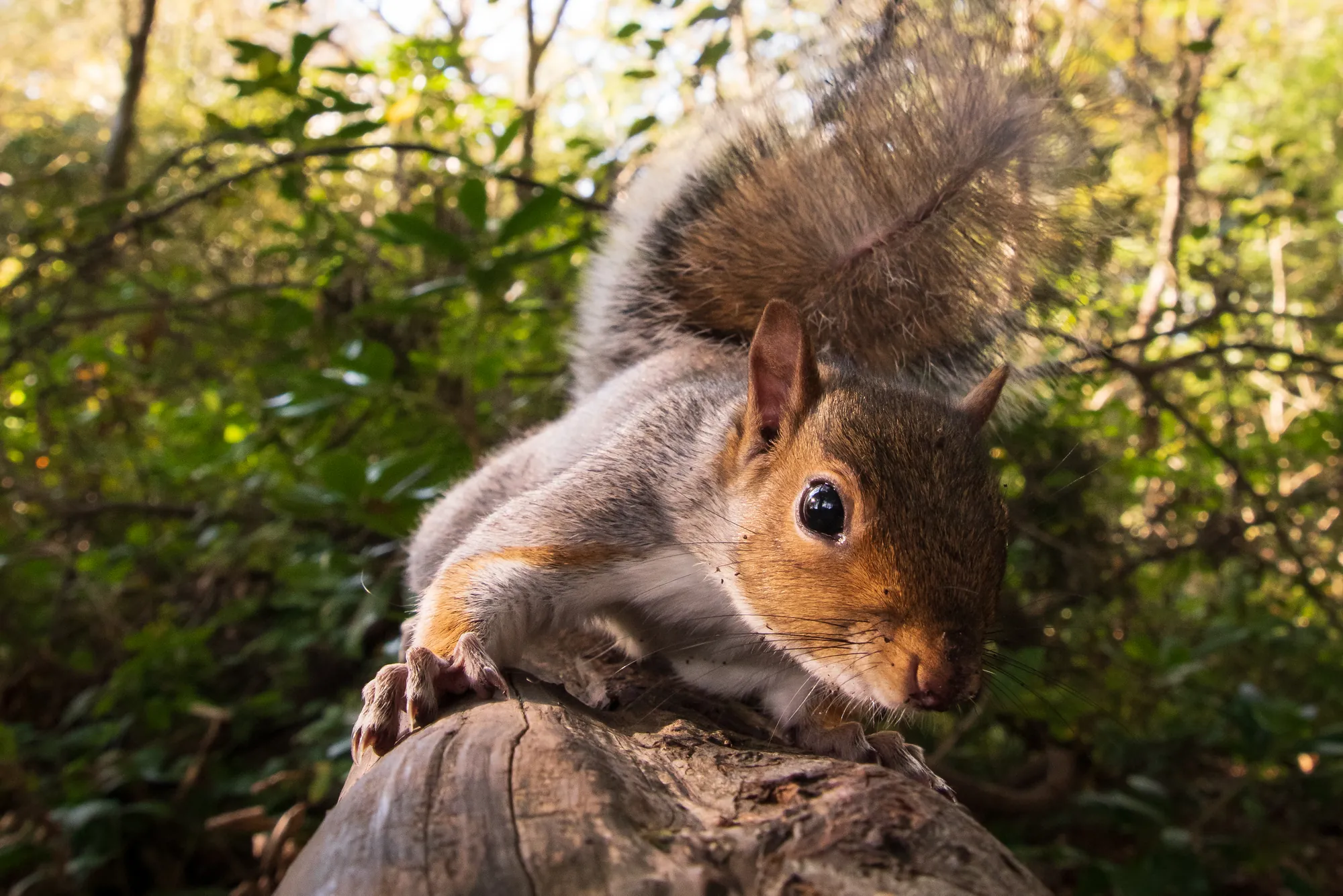 Squirrel III, Tehidy Woods. 2020.